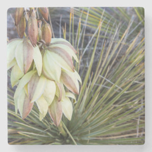 Dessous-de-verre En Pierre Fleurs de Yucca elata dans le Haut Missouri