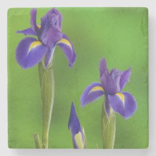 Dessous-de-verre En Pierre Fleurs d'iris