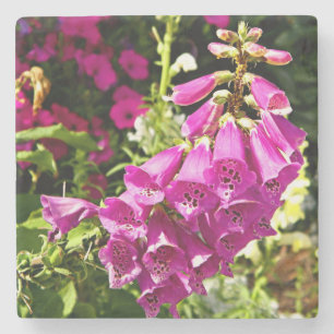Dessous-de-verre En Pierre Fleurs Foxglove roses