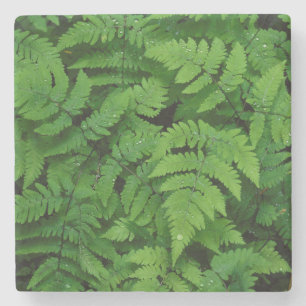 Dessous-de-verre En Pierre Fougère bracken avec gouttes de pluie, État de Was