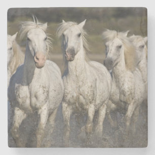 Dessous-de-verre En Pierre France, Camargue. Les chevaux courent