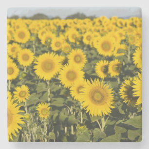 Dessous-de-verre En Pierre France, Provence, Valensole. Champ de