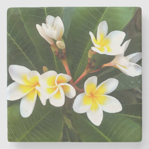 Dessous-de-verre En Pierre Frangipani Blossom Cluster Style Artistique