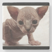 Freaky Cute Furless