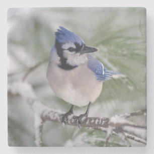 Dessous-de-verre En Pierre Geai bleu, Cyanocitta cristata
