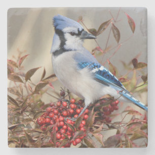 Dessous-de-verre En Pierre Geai bleu dans le bambou céleste Nandina