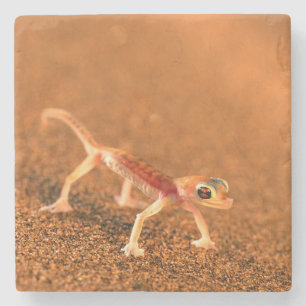 Dessous-de-verre En Pierre Gecko palmé sur dune de sable, Swakpomund, Erongo