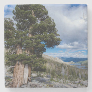 Dessous-de-verre En Pierre Genévrier de la Sierra et arbres à feuilles persis