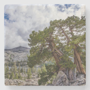 Dessous-de-verre En Pierre Genévrier de la Sierra et arbres à feuilles persis