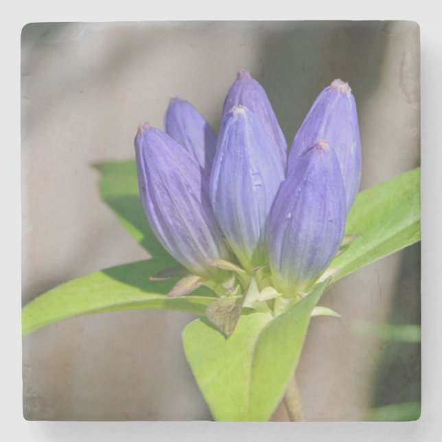 Dessous-de-verre En Pierre gentiane (Devant)
