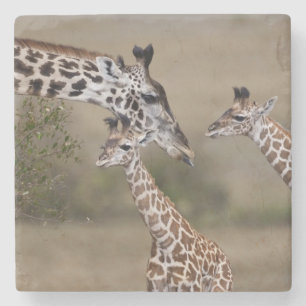 Dessous-de-verre En Pierre Giraffe Masaï (Giraffe Tippelskirchi)