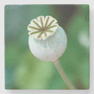 Dessous-de-verre En Pierre Graine de tête de fleur de pavot, Cap-Occidental