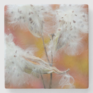 Dessous-de-verre En Pierre Graines d'algues laitières à l'automne, Canada