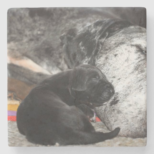 Dessous-de-verre En Pierre Great Dane Puppy Marble Coaster with square images (Devant)
