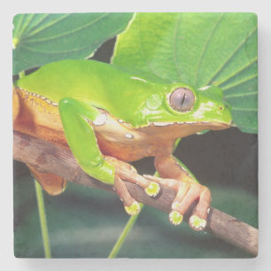 Dessous-de-verre En Pierre Grenouille arboricole singe bicolore, Phyllomedusa