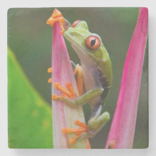 Dessous-de-verre En Pierre Grenouille aux yeux rouges, Costa Rica