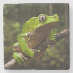 Dessous-de-verre En Pierre grenouille géante à feuilles (Phyllomedusa bicolor
