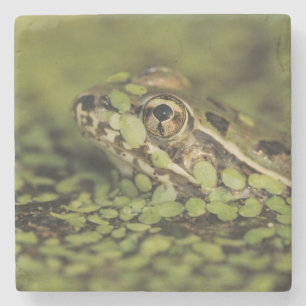 Dessous-de-verre En Pierre Grenouille léopard du Rio Grande, Rana berlandieri