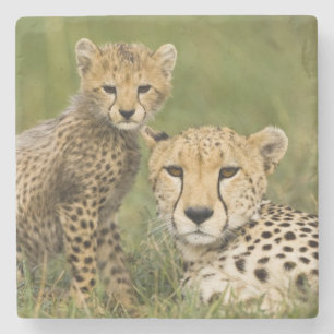 Dessous-de-verre En Pierre Guépard, Acinonyx jubatus, avec un petit