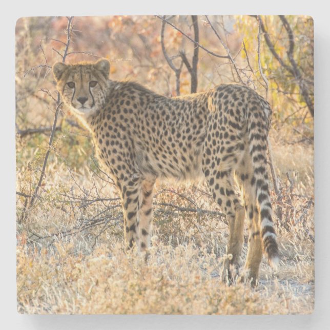 Dessous-de-verre En Pierre Guépard regardant autour (Devant)