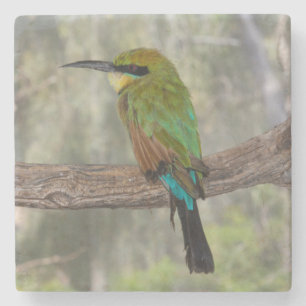 Dessous-de-verre En Pierre Guêpier arc-en-ciel, Australie