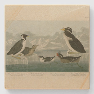Dessous-de-verre En Pierre Guillemot et Auks de Audubon's Birds of America