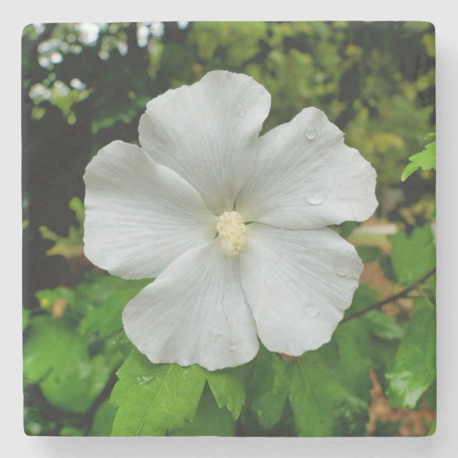 Dessous-de-verre En Pierre Hibiscus (Devant)