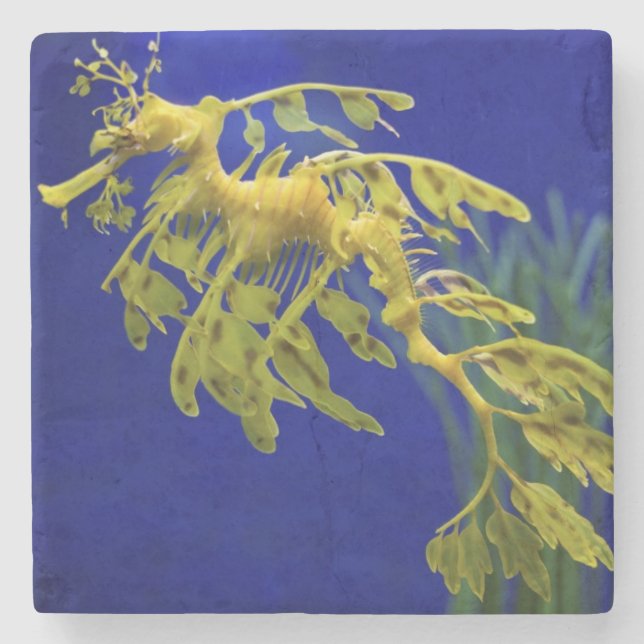 Dessous-de-verre En Pierre Hippocampe (Devant)