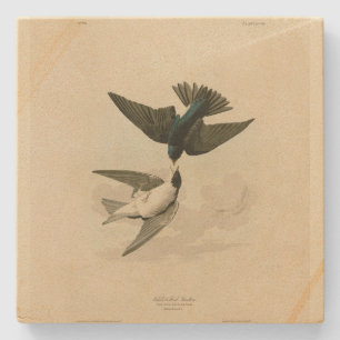 Dessous-de-verre En Pierre Hirondelle à ventre blanc (arbre) - Audubon's Bird