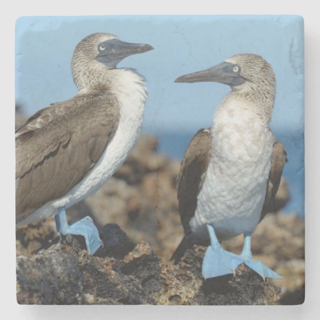 Dessous-de-verre En Pierre Îles Galapagos, île Isabela (Devant)