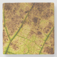 Image Macro Terre Jaune et Brown feuille