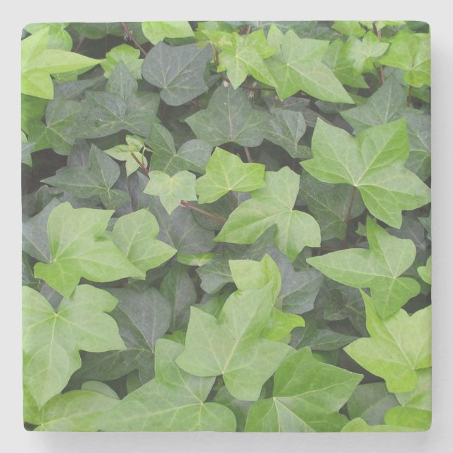 Dessous-de-verre En Pierre Impression botanique verte Ivy (Devant)