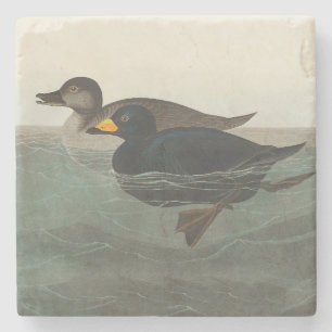 Dessous-de-verre En Pierre Impression de Macreuse noire d'Audubon : Canard cô