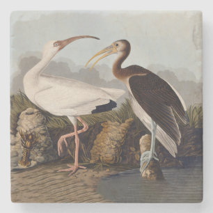 Dessous-de-verre En Pierre Impression d'oiseau Ibis blanc de John James Audub