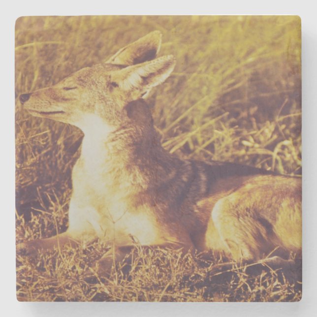 Dessous-de-verre En Pierre Jackal sentant le petit-déjeuner depuis le safari  (Devant)