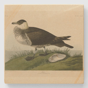 Dessous-de-verre En Pierre Jager (Pomarine Jaeger) Audubon's Birds of America
