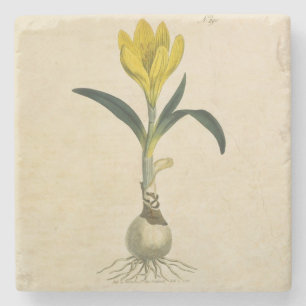 Dessous-de-verre En Pierre Jardin botanique de tulipe Amaryllis Fleur