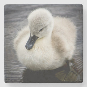 Dessous-de-verre En Pierre Jeune cygne du cygne de bébé