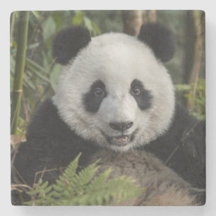 Dessous-de-verre En Pierre Jeune panda heureux, Chine