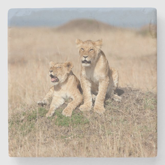 Dessous-de-verre En Pierre Jeunes lions (Devant)