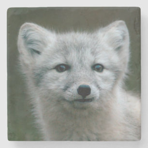 Dessous-de-verre En Pierre Kit de Fox arctique des images   de Getty