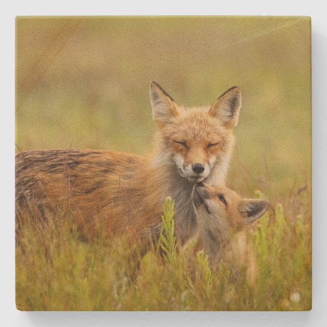 Dessous-de-verre En Pierre Kit Renard Rouge vers le haut de Momma Vixen (Devant)
