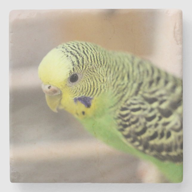 Dessous-de-verre En Pierre Kiwi (Devant)