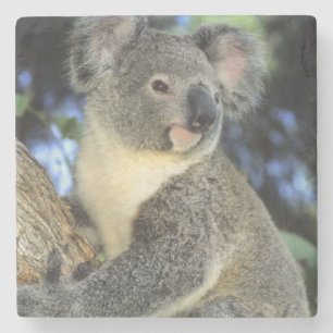 Dessous-de-verre En Pierre Koala, Phascolarctos cinereus), Australie,