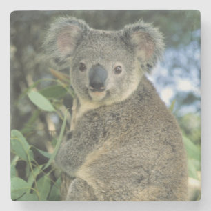 Dessous-de-verre En Pierre Koala, Phascolarctos cinereus), en voie de dispari