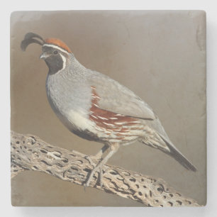 Dessous-de-verre En Pierre La caille de Gambel