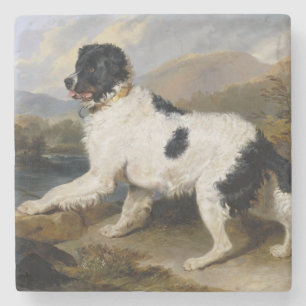 Dessous-de-verre En Pierre Landseer Newfoundland Dog (animal noir et blanc)