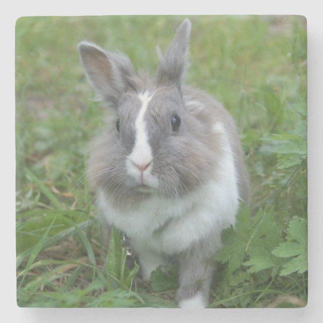 Dessous-de-verre En Pierre Lapin lapin (Devant)
