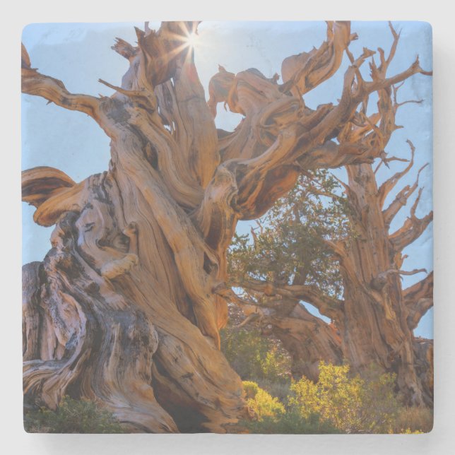 Dessous-de-verre En Pierre L'arbre sentinelle (Devant)