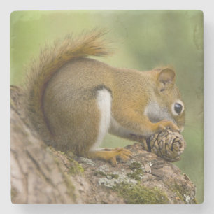 Dessous-de-verre En Pierre Le Canada, la Nouvelle-Écosse, Halifax. Jardins